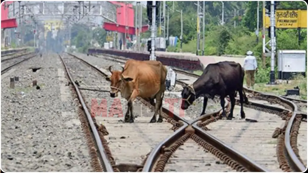ரயில் மீது மோதும் கால்நடைகள்
