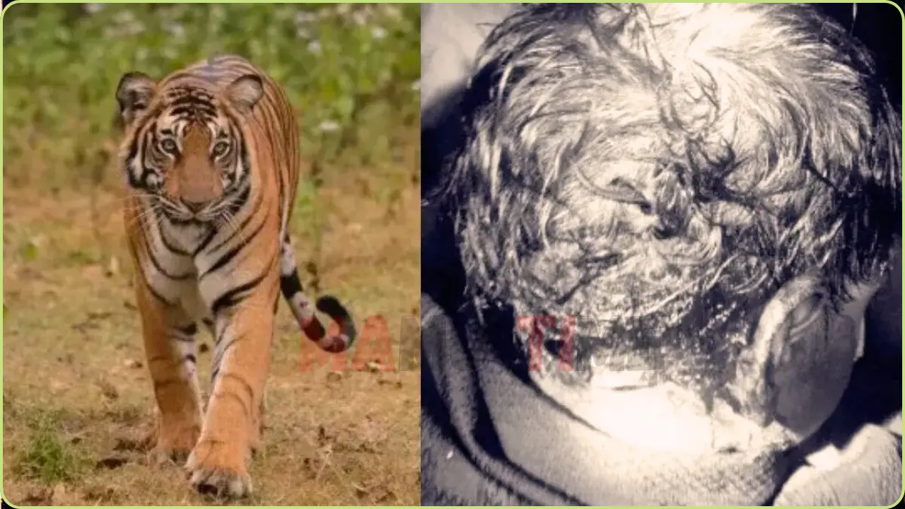 புலியின் பிடியில் இருந்து குழந்தையை துணிச்சலுடன் மீட்ட பெற்றோர்
