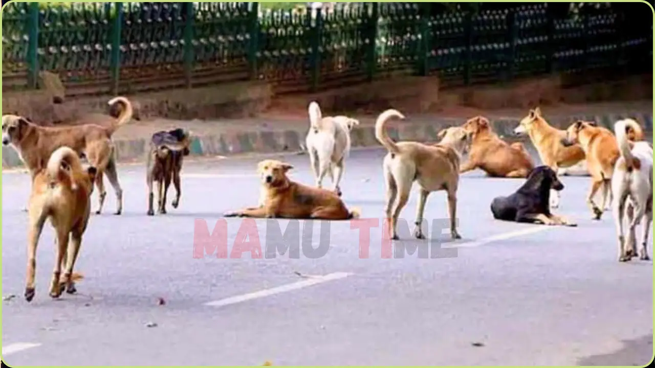 டெல்லியில் 10 லட்சம் தெரு நாய்களுக்கு ஆபத்து