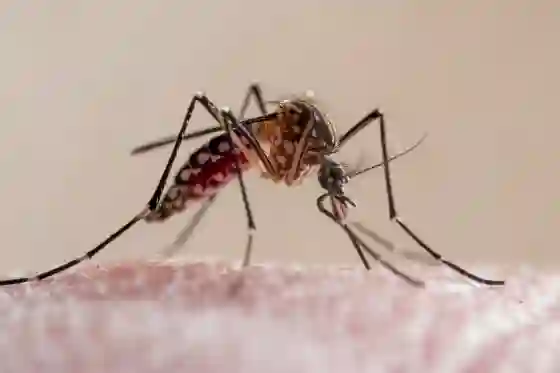 Chikungunya outbreak China