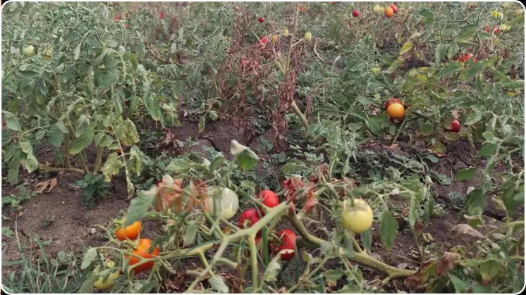 Tomato Price Rs.2/KG