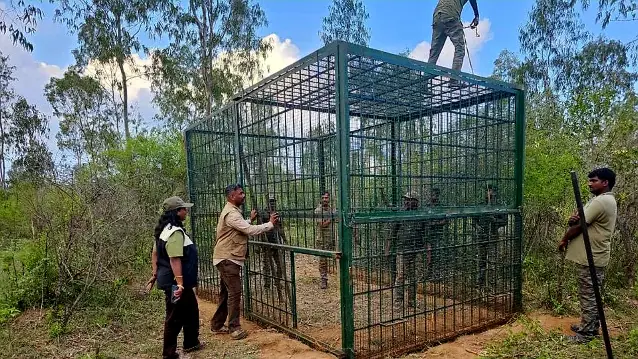 Forest Officials Locked in Cage