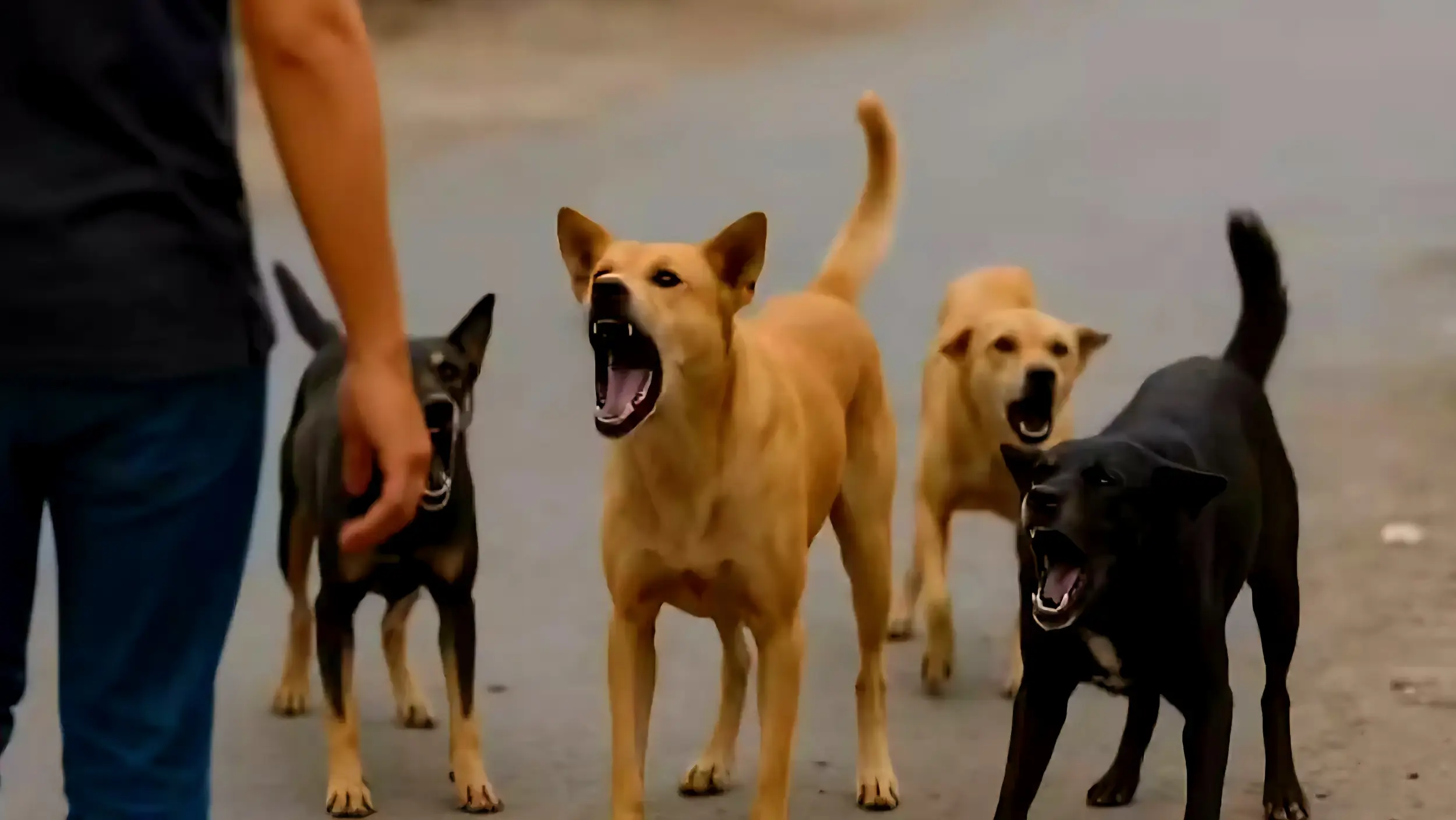 Life Imprisonment For Stray Dogs