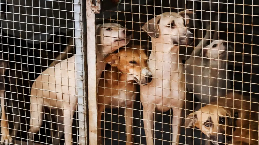 Life Imprisonment For Stray Dogs