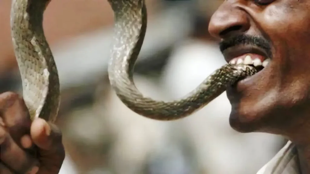 Man Bites Snake Head Off: காலை கடித்த கருநாகம்! குடிபோதையில் தலையை கடித்து துப்பிய நபர்! திருப்பதியில் நடந்த அதிர்ச்சி சம்பவம்! Man Bites Snake Head Off